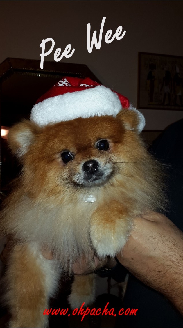Bonnet de Noël pour chien