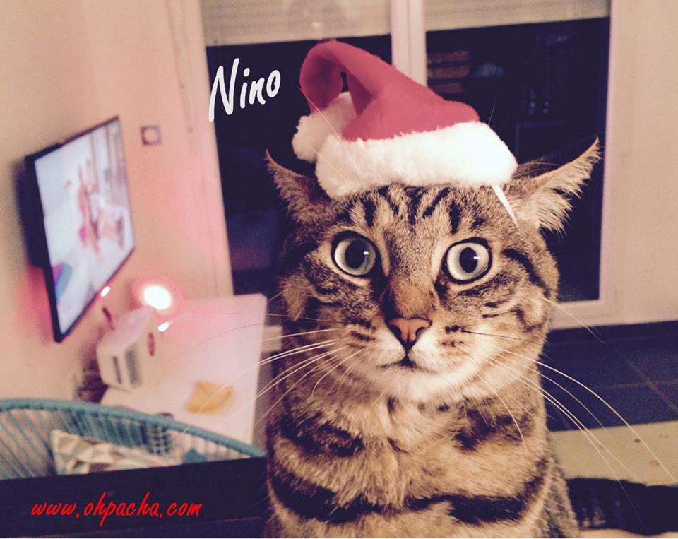 Bonnet de Noël pour chat