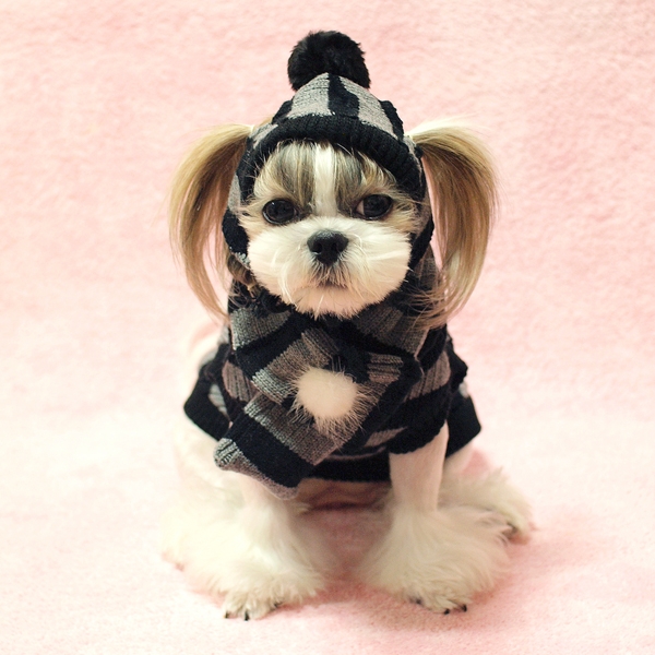 pull petit chien