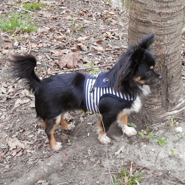 Harnais pour chien bleu et blanc