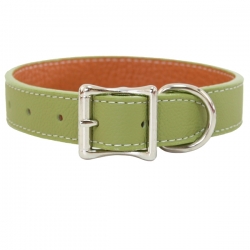 Collier pour gros chien vert