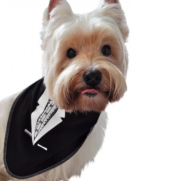 Bandana pour chien noir avec une cravate - Accessoire chien