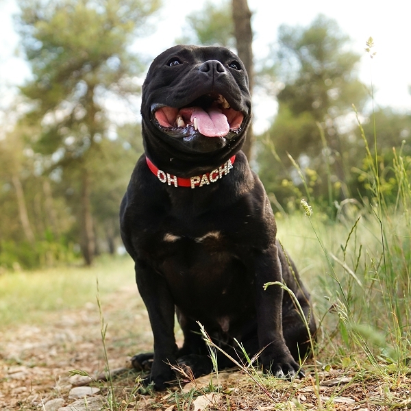 Harnais Pour Chien Personnalisé Lettres Strass