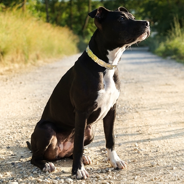 Résultat de recherche d'images pour "colliers chiens"