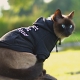 Sweat pour chat Petit mais costaud