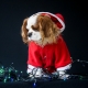 Manteau de Noël pour chien