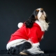 Déguisement pour chien Papa Noël