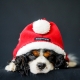 Déguisement pour chien Papa Noël