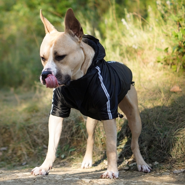 boutique manteau chien