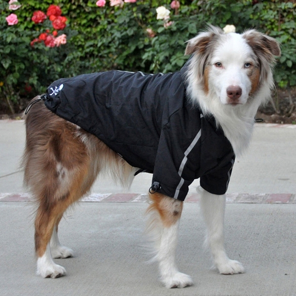 manteau gros chien