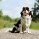 Casquette pour chien Jamaïque