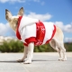 Pull pour chien petit ange