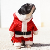 Costume de Noël pour chien
