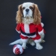 Costume de Noël pour chien