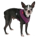 Harnais pour chien mauve Puppia