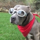 Lunettes pour chien silver