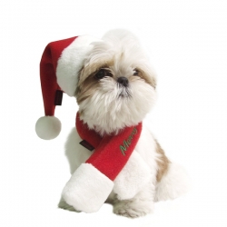 Bonnet et écharpe de Père Noël pour chien