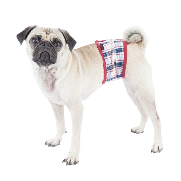 Taille XL – Mâle Bandeau Anti-pipi Wrap – Tissu imperméable – Fermeture  Boutons pression – incontinence d'urine/Marquage – Lavable Pad Option –  Étoiles : : Animalerie