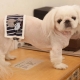 Bandeau pour chien anti-pipi Wouaf