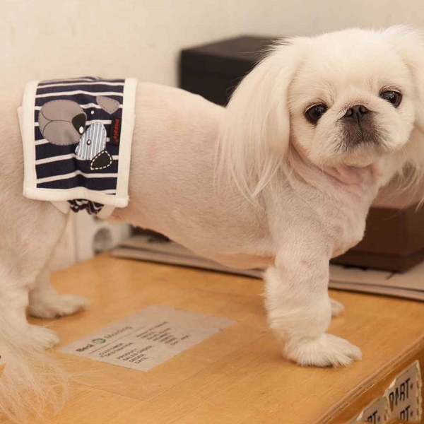 Bandeau pour chien anti-pipi bleu et blanc Puppia