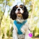 Harnais pour chien turquoise Puppia