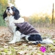 Manteau pour chien Mon Ours