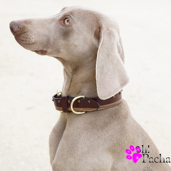 Collier pour chien Sea Salt – BARKERS+BROTHERS