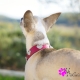 Collier pour chien rose avec strass