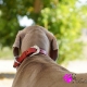 Collier pour chien rouge avec strass