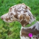 Collier pour chien vert avec strass