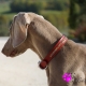 Collier pour chien Monte Carlo