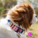 Collier pour chien patte diams