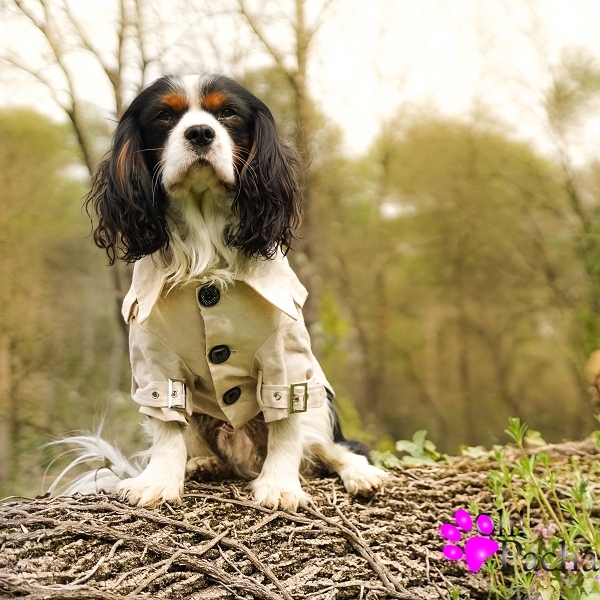 manteau cavalier king charles