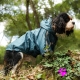 Imperméable pour chien coloris bleu