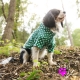 Imperméable pour chien Petit Lutin vert