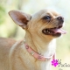 Collier pour chien Sissi