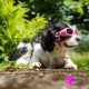 Lunettes rose pour chien