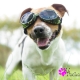 Lunettes pour chien camouflage