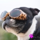 Lunettes pour chien léopard