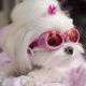 Lunettes rose pour chien