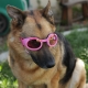 Lunettes rose pour chien