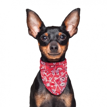 Bandana pour chien rafraîchissant