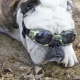 Lunettes pour chien camouflage