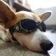 Lunettes pour chien camouflage