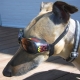 Lunettes pour chien flammes