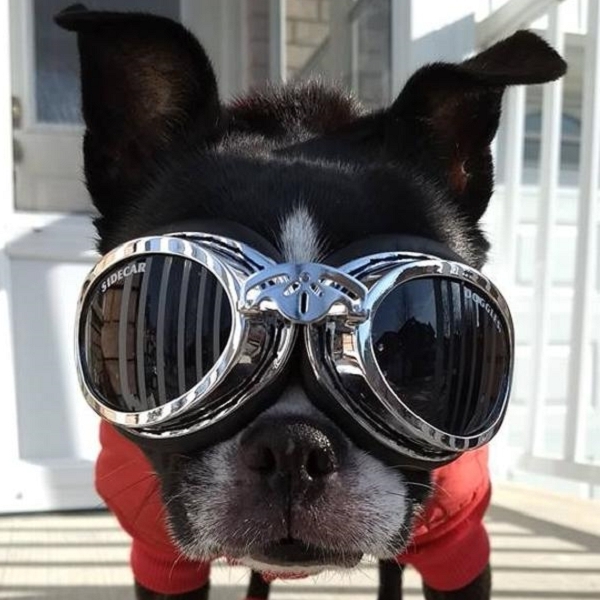 Lunettes pour chien spécial moto - Lunettes Doggles pour chien