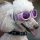 Lunettes pour chien lilas