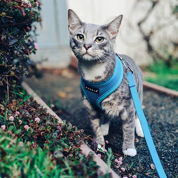 Quelques types de harnais pour chat 