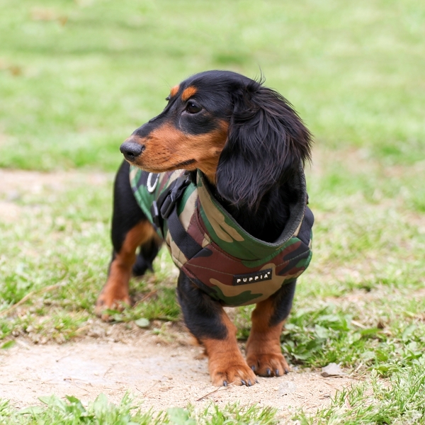 manteau camouflage chien