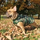 Manteau pour chien camouflage Puppia